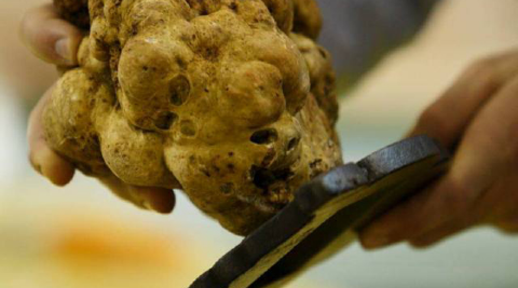 Tartófla 2026: Savigno celebra il tartufo bianco con la 43ª edizione del Festival Internazionale